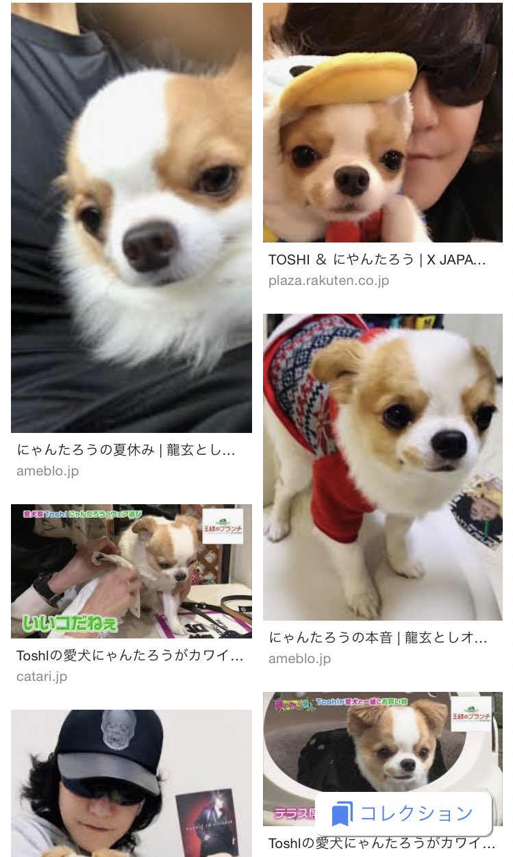 じょん Twitterissa Toshiさんのブログコメントを噛み締めてた手越担の友達が 時々にゃんたろうって出てくるから Toshi さん猫飼ってるんだね キャッtoshiだもんね 猫好きそうだもんね って話ししたあと にゃんたろう Toshi で検索したら凄く可愛いワンちゃん