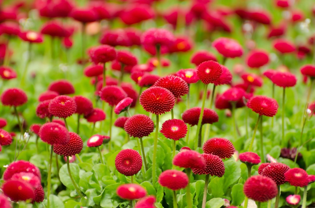 worldloveflower's tweet photo. Happy  Flower Tuesday 🙋 💐 ☀️ #TuesdayMotivation #LoveFlowers https://t.co/EBvf5vVyun