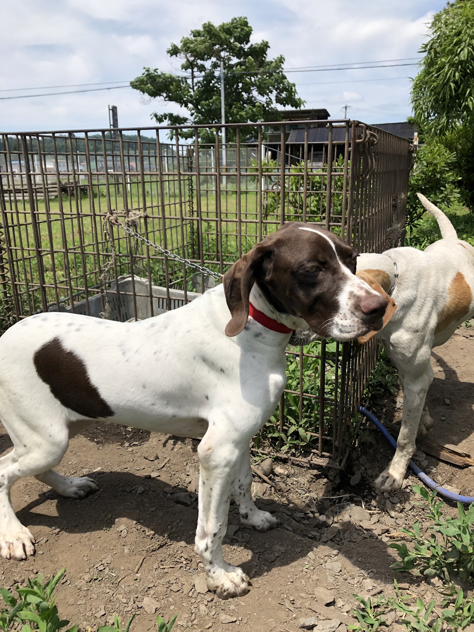 房州さん 視察の様子 プロのトライアルトレーナーに我が家の子犬を預けてきました ポインター 房州ヤマヒロ犬舎 猟犬 トライアル 全猟 実猟 岩手 南房総 イワテビックオノ T Co U6ff5uryx1 Twitter
