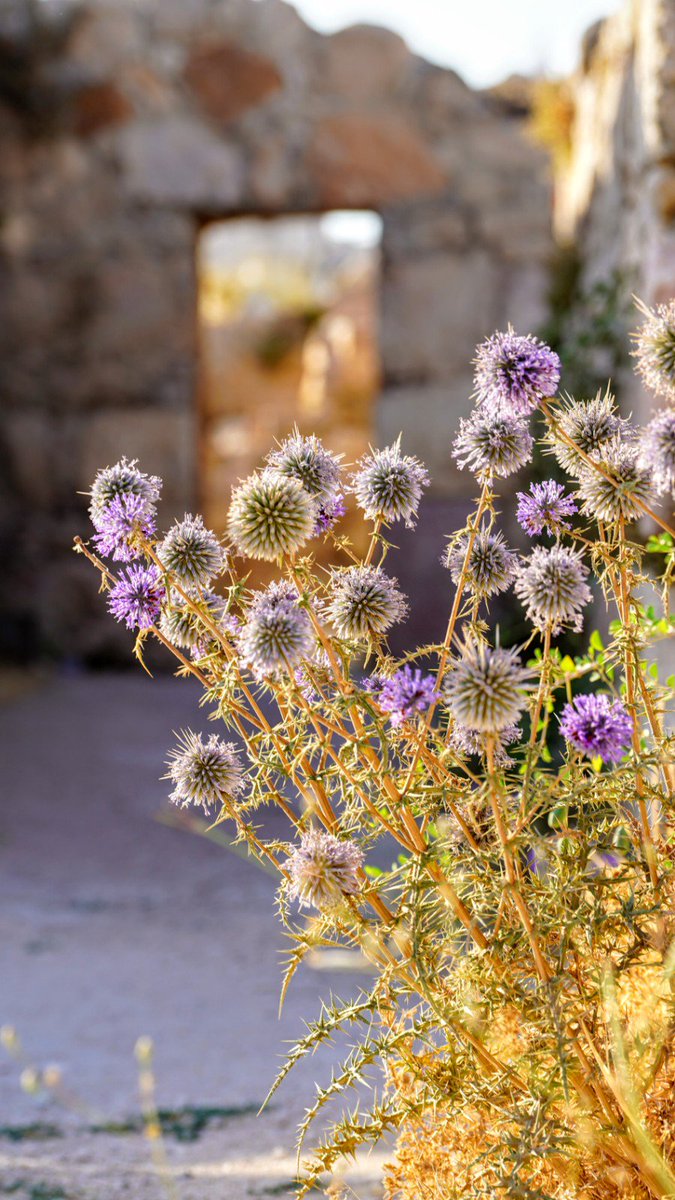 WafidInstitute's tweet photo. Our students have plenty of talent to share. A collection of great photography by one of our students on one of their trips during our Special program 2019
To live the whole experience with Wafid watch this short video
https://t.co/OyvGqts8NC
#eLearning #Student #Amman #Jordan https://t.co/bOAcLyGfGb