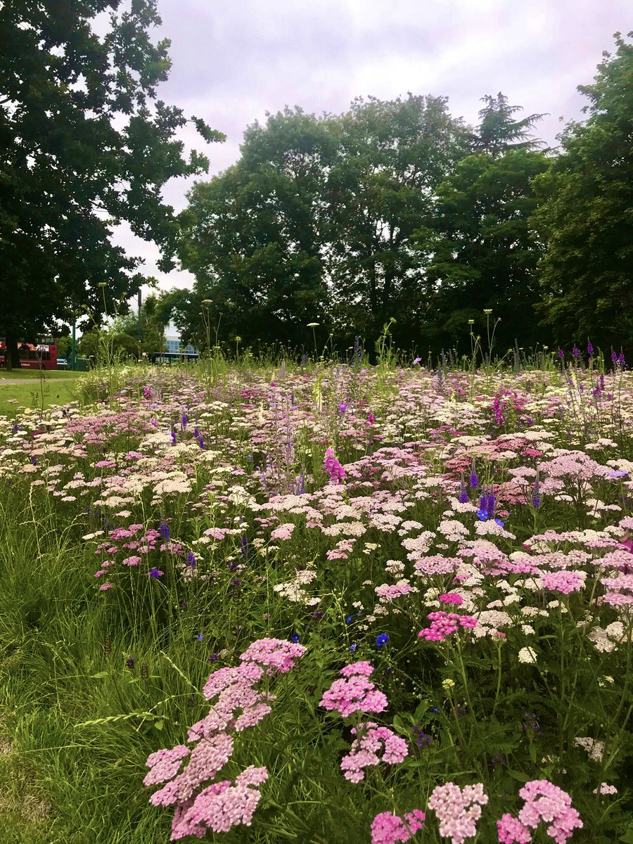 JPCurtinClimate's tweet photo. Well I do like this - the normally heavily mown verges around Solihull station have become a wonderful new wild flower patch - good for me, good for Bees 🐝 :) #BeesNeeds https://t.co/BWNyzJHEay