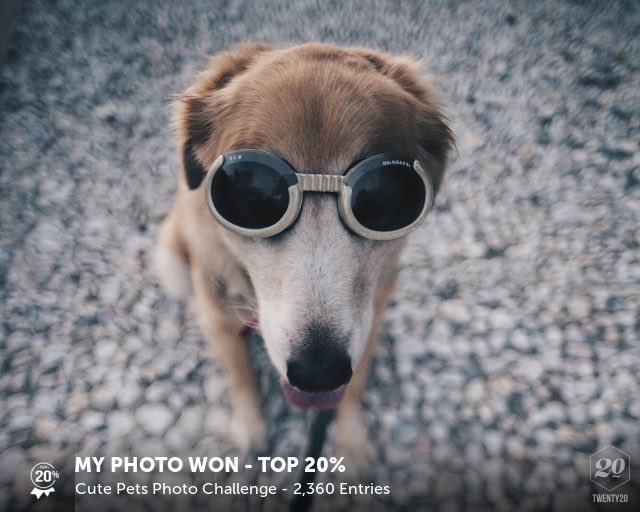 My photo was picked in the Top 20% in the Cute Pets challenge on <a href="/twenty20app/">Twenty20</a>, thanks to everyone who voted! 🙏🏻🙏🏻🙏🏻