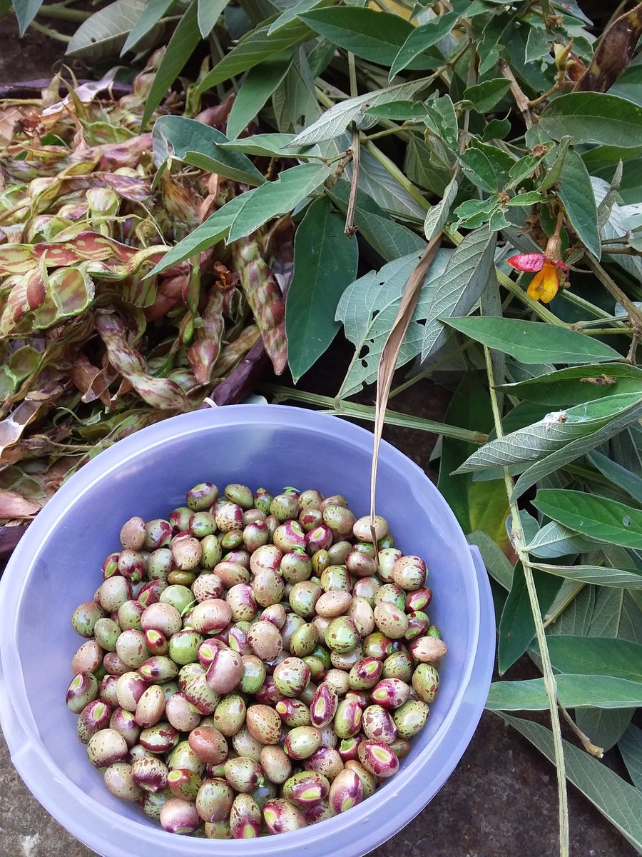 vybz974's tweet photo. Zambrovate ou pois d'angole.
Valeurs nutritionnelles pour 100 g
Calories : 381.33
Eau : 10.59 g
Protéines : 21.7 g
Lipides : 1.49 g
Glucides : 47.78 g
Fibres : 15 g
Bien bon ek la zailes volailles. #MangeLocal https://t.co/sRDpk66cGS
