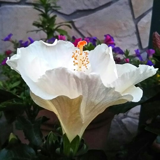 白いハイビスカス 白いハイビスカス