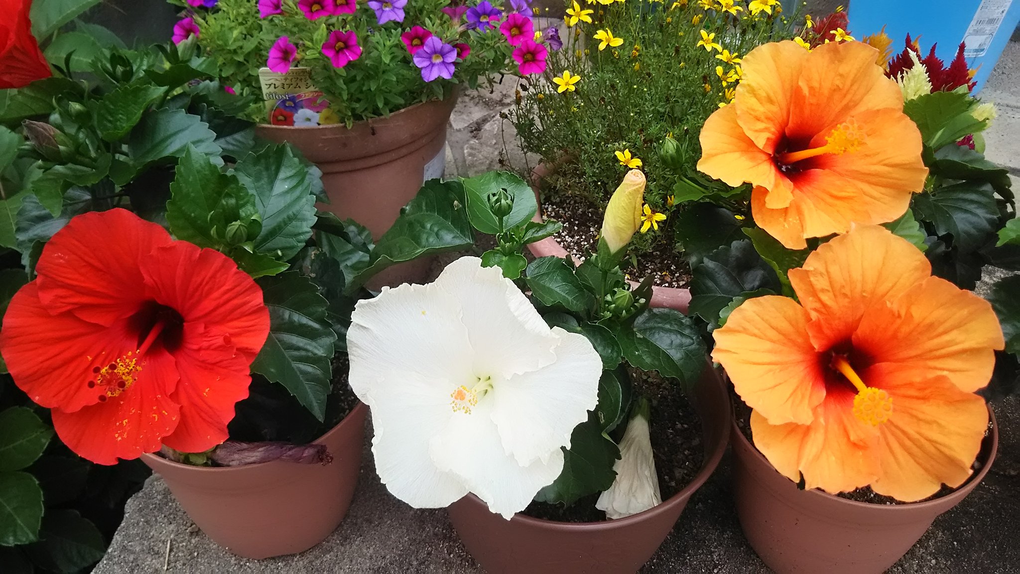 白いハイビスカス Twitter Search Twitter