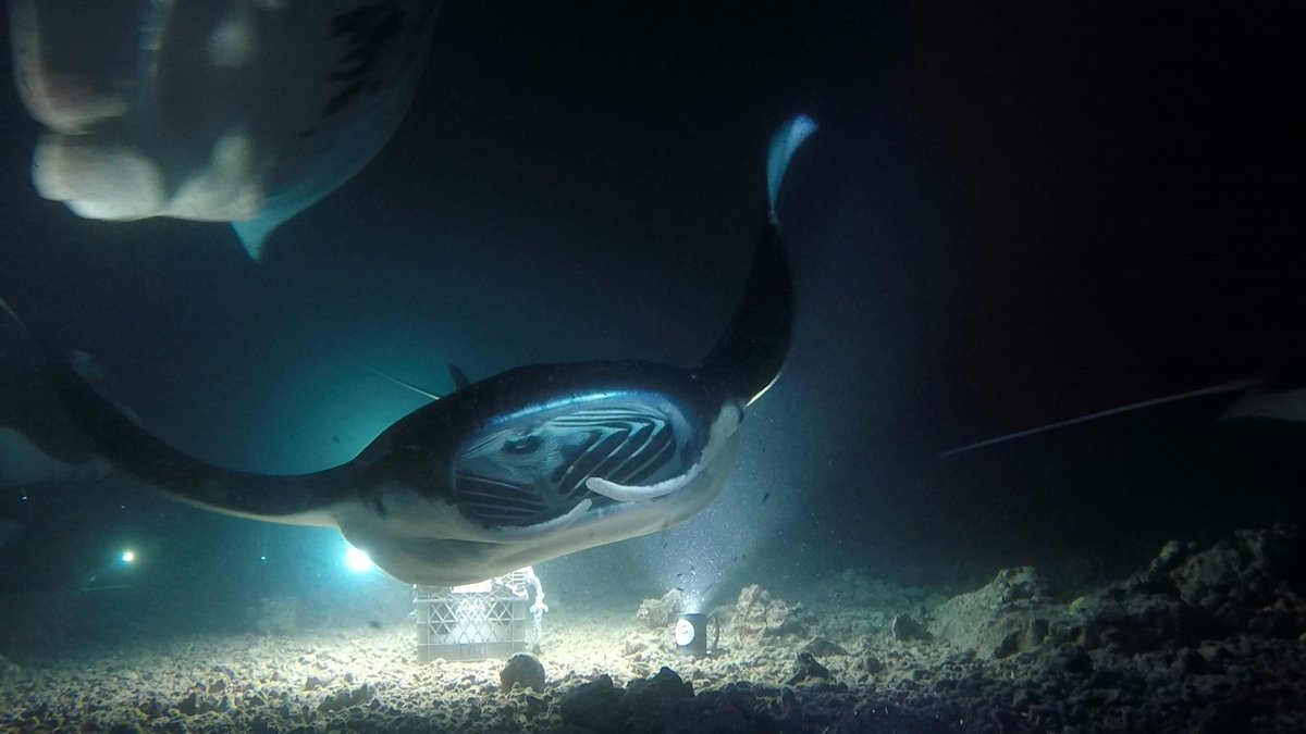 tradney's tweet photo. Had an amazing time diving with the Manta Ray's in Kona this week. #sqlscuba https://t.co/H9UsAtl7x8