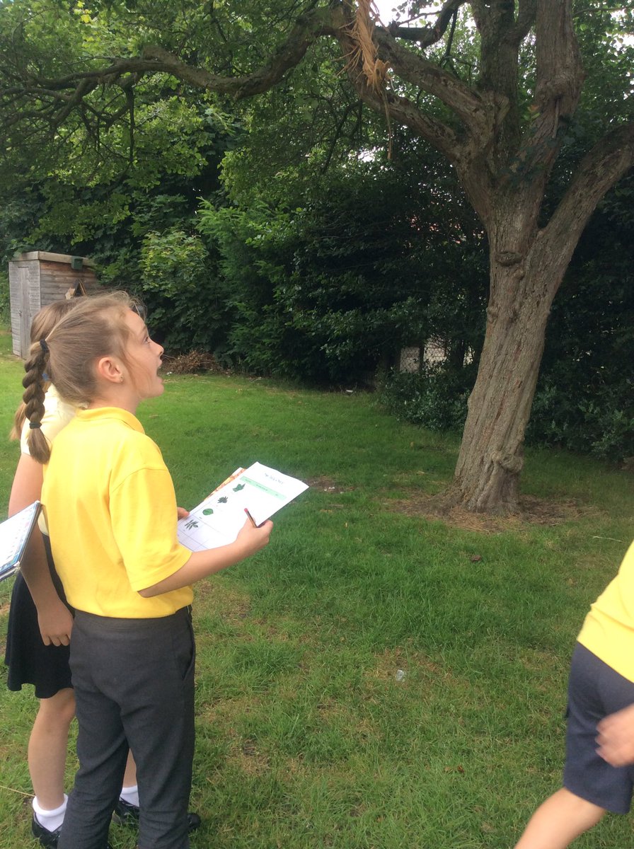 firsprimarysale's tweet photo. #Year4SC out and about already this morning doing a tree survey. We'll be using our data to create some charts later on. #outside #activemaths #manchesterweather https://t.co/te5kv6naN3