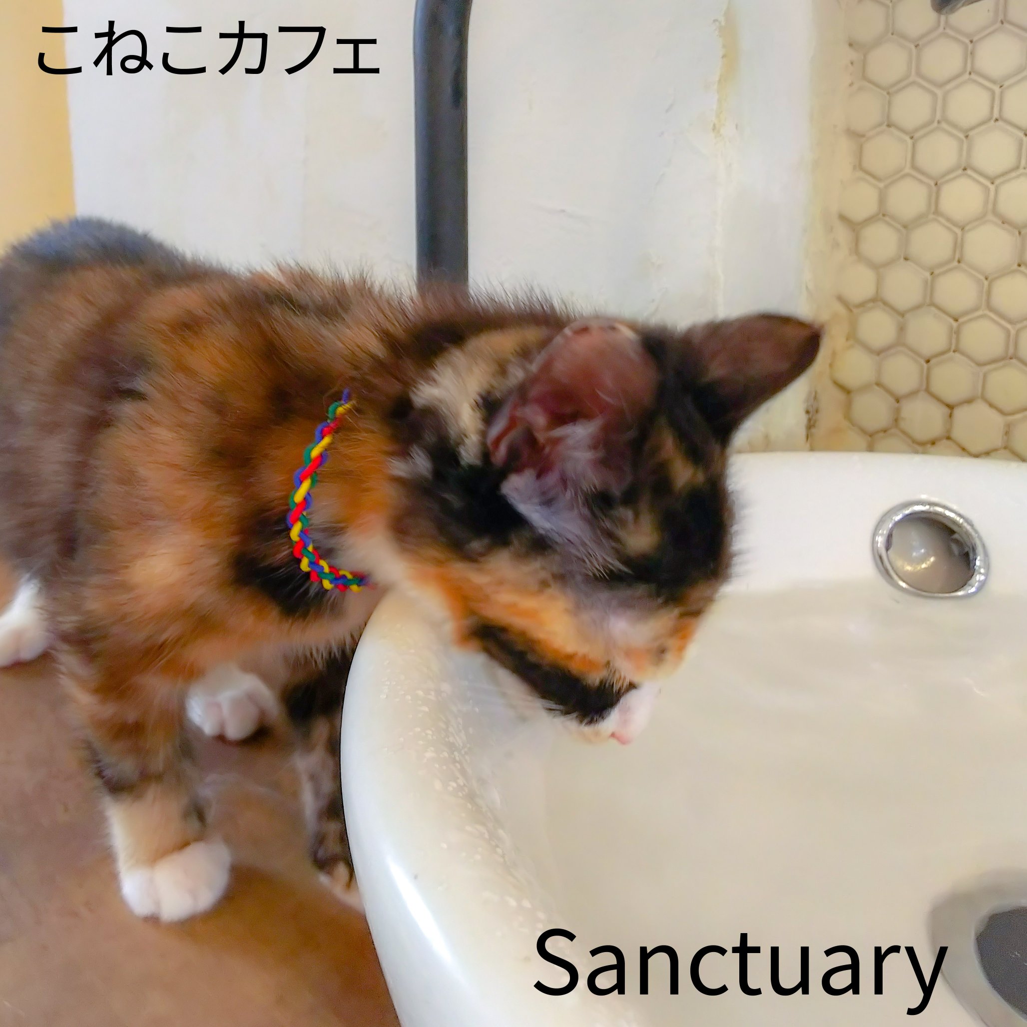センチュリー21 株 ライズワン こねこカフェ サンクチュアリ へ行ってきました 保健所 に収容され処分されてしまう 子猫 などを保護し 里親 を常に募集されています 準備が整い次第 お迎えする予定 各務原市鵜沼 保護猫カフェ こねこカフェ