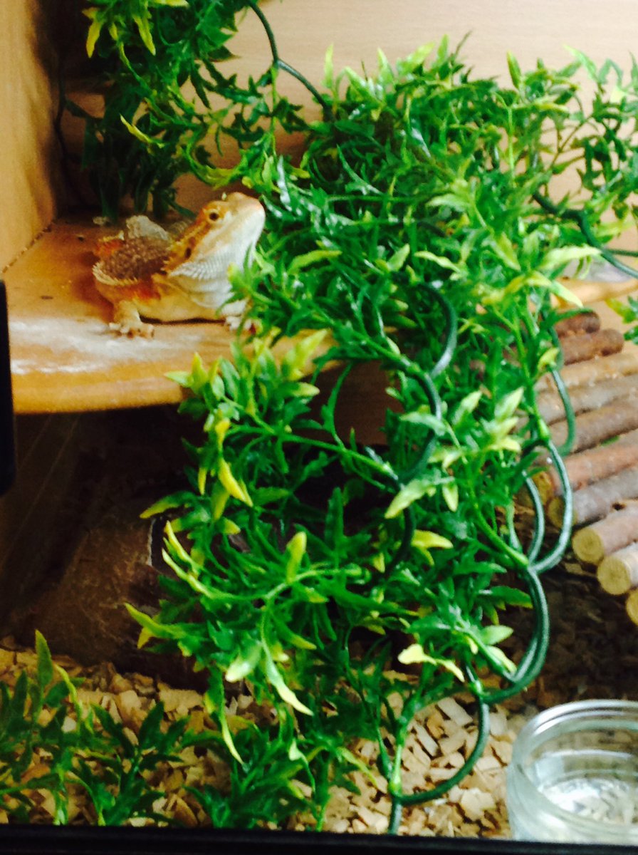 Dragon is not best pleased with bath day 😝 recovering from Hoomans behind his greenery and left to shed in peace 🐉 <a href="/KellingtonSch/">Kellington Primary</a>