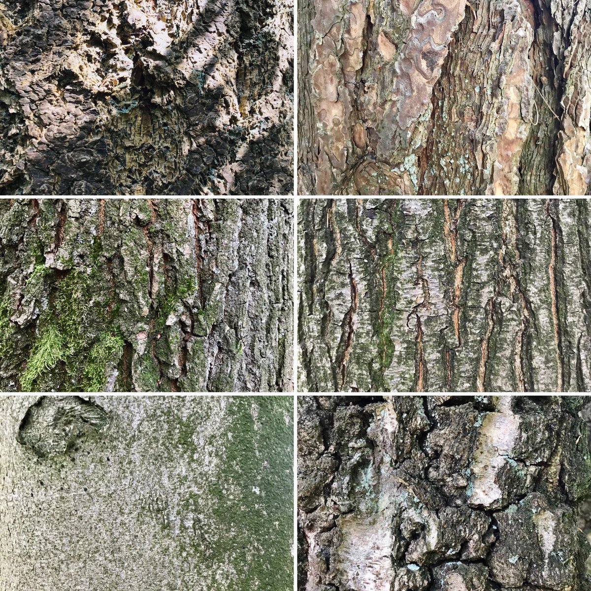 mveldhuis76's tweet photo. Heb je wel eens goed naar de #schors of #bast van #bomen gekeken? Moet je eens doen. Zo prachtig, de verschillen, de structuur, het leven erin. Hier de #douglas #spar, #grove #den, #zomereik, #amerikaanse #eik, #beuk en #ruwe #berk. @bomenstichting #trees #bark #boom #boomschors https://t.co/WWvZzjUowt