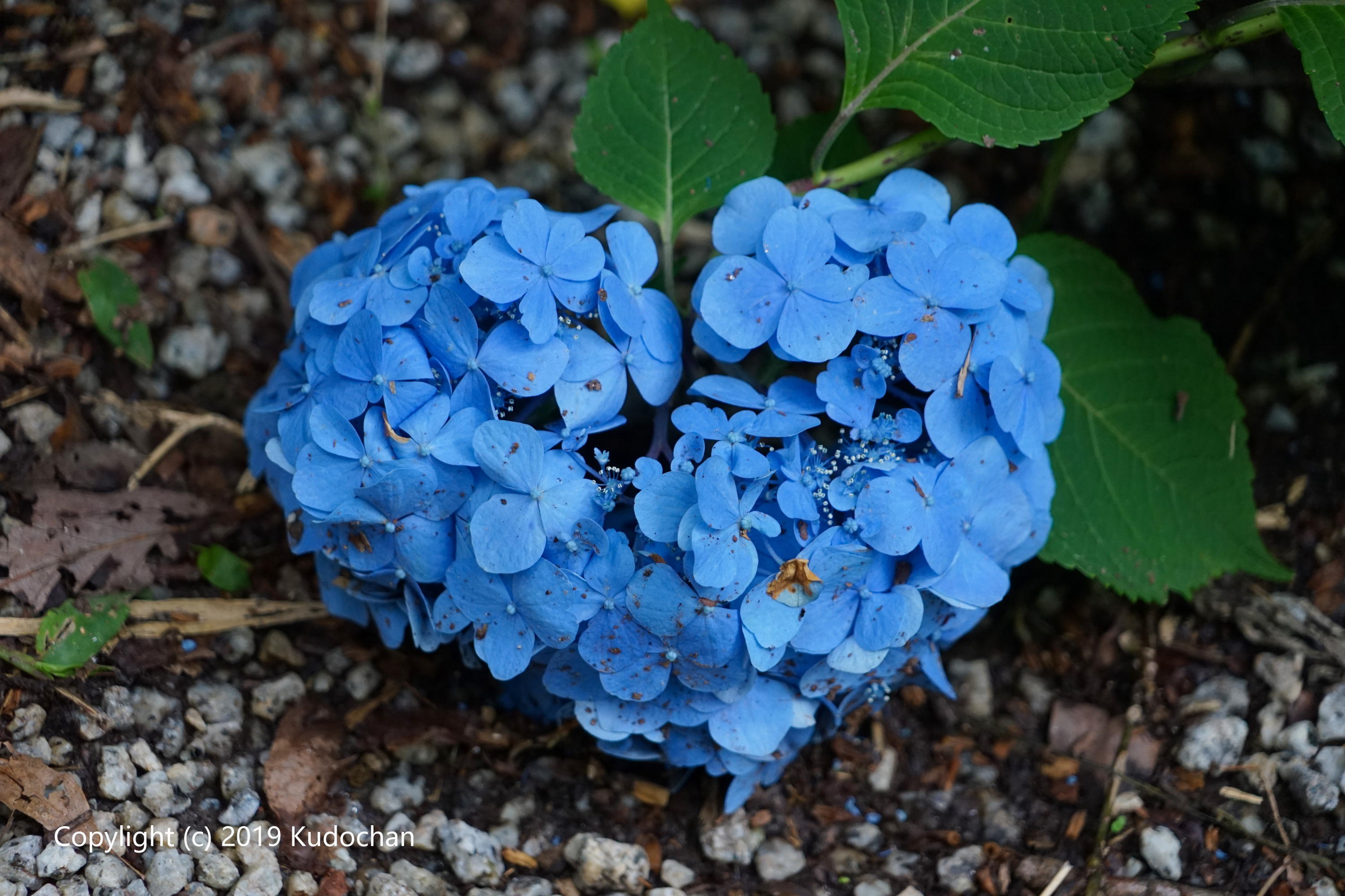ハート紫陽花 Twitter Search Twitter