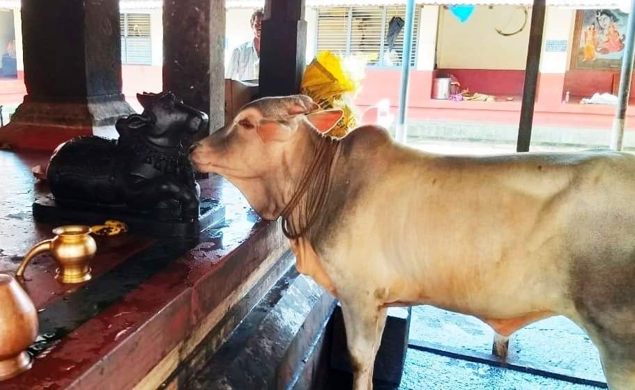 What will be they are discussing ?

Temple Bull: I am not safe to roam outside freely as there are people around me to steal & kill me for my meat

Stone Bull: Even I am also not safe as some people attack temple & vandalise sculpture as recently happened at Delhi #templeattack