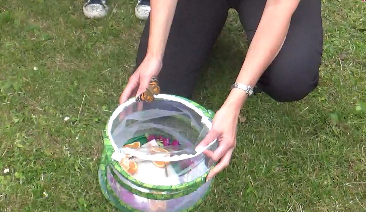 Update on our butterflies. They have been released into the wilds of Appley Bridge!