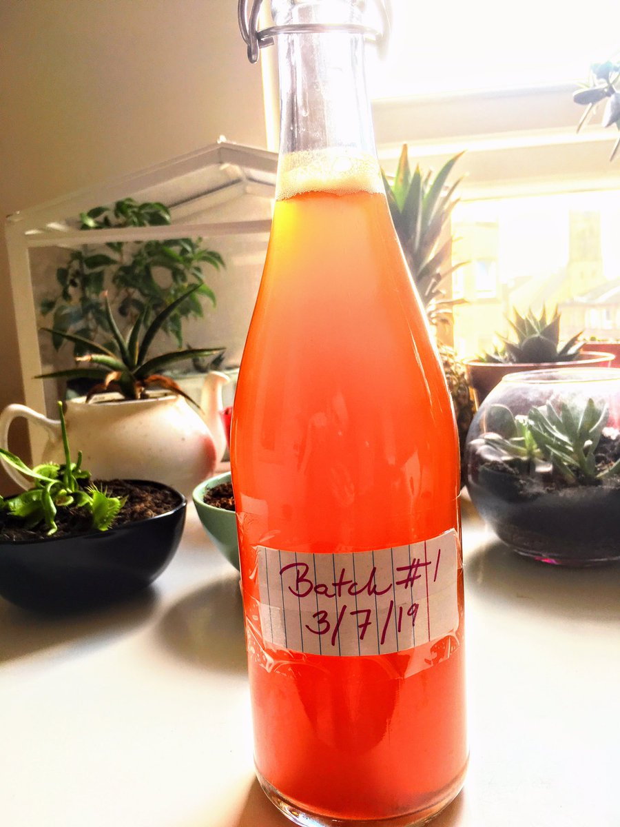 CsillaBa's tweet photo. First batch of kombucha. 🤔
Scobi is forming a good layer but we’ll see how it turns out! #scobi #kombucha #goodbacteria https://t.co/jLYCmW6nnT