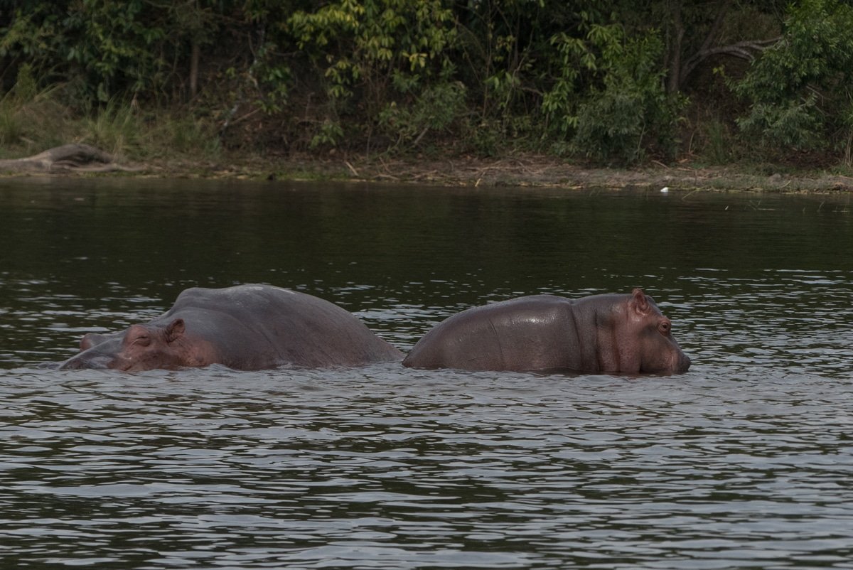Sandfieldtravel's tweet photo. Hippos are one of Ugandans Big five animals.
They can eat up to 150 pounds of food which is mostly grass.
Hippo's weigh close to 3tons yet they can surprisingly run faster than Humans (30/ 40 kms per hour on land).
#SandFieldTravel
#VisitUganda https://t.co/S2xQgYH9B0