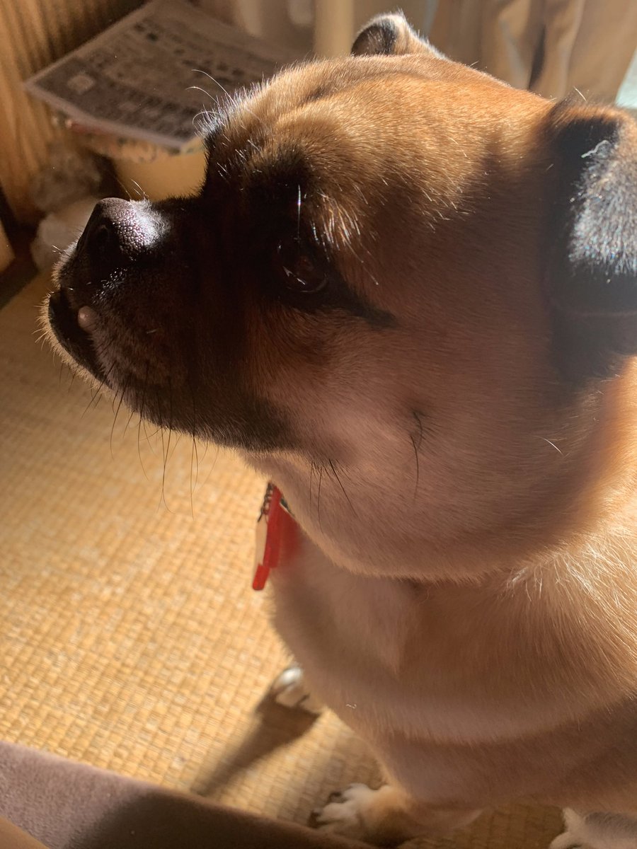 InuYomogi's tweet photo. よもぎの写真あげるためのアカウントを作りました！

#犬好きさんと繋がりたい 
#いぬ 
#犬のいる生活 
#犬
#フォローお願いします 
#気になったらRT https://t.co/QJIrJATEDK