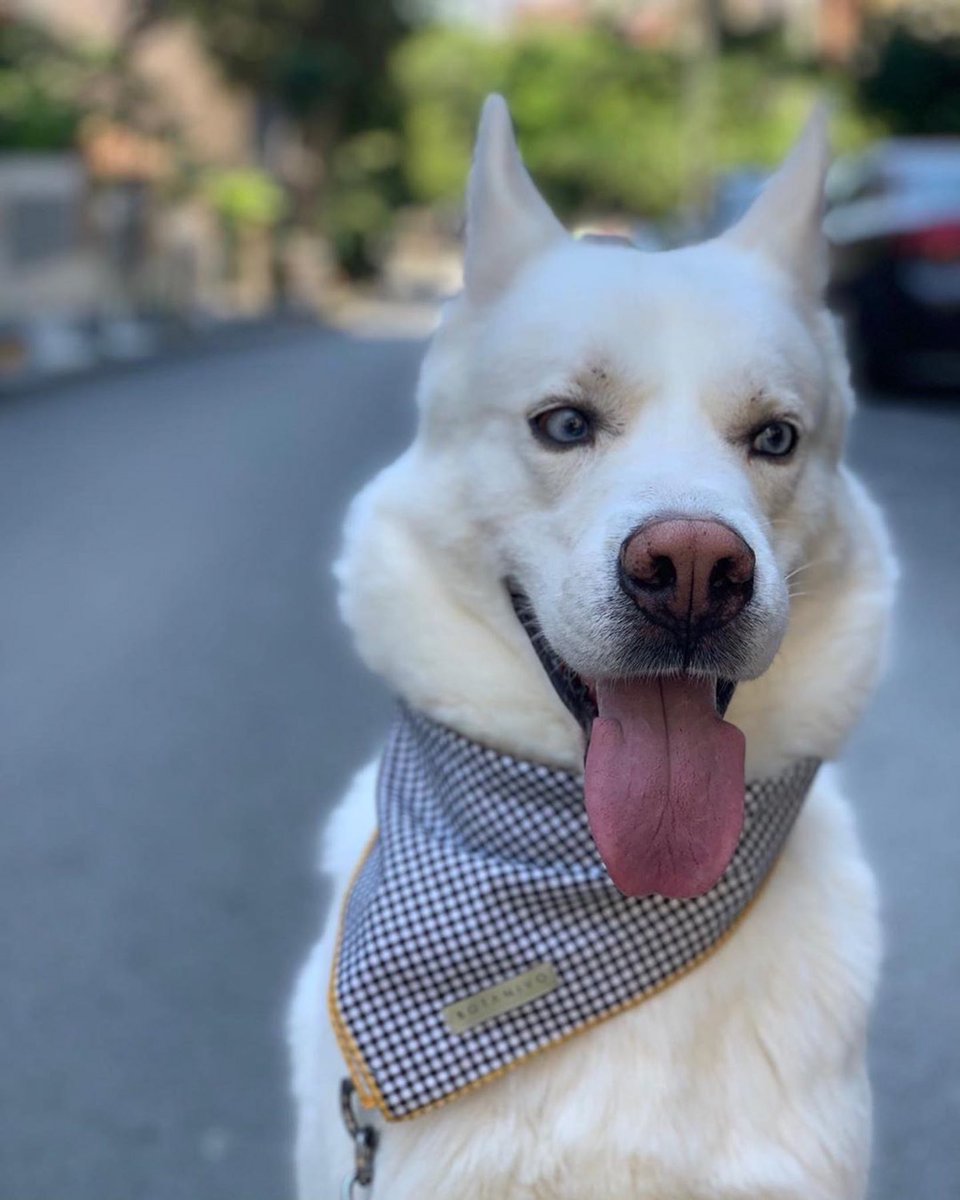 PatiAnneleri's tweet photo. Cooler Than You 🌪

(YENİ) Botanivo Bandana Koleksiyonu: Handmade with %100 Cotton and Love 💚

Stil sahibi köpekler için özel tasarlandı... 

Detaylar ve Alışveriş için https://t.co/CcJMGji1WN &amp; https://t.co/a2JLZSroei

Gelirin bir kısmı barınak ve hayvan bakım merkezlerine 🎀 https://t.co/XAia79duG8