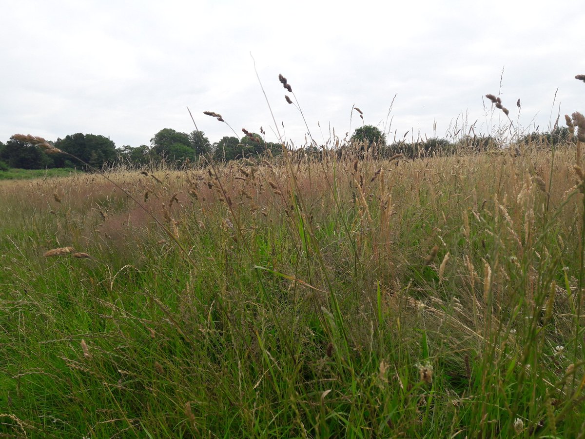 outdoorperscrip's tweet photo. 3 South Purdown fields, 2 are mown, 1 left as a meadow. The meadow is teeming with wildlife, why do the other 2 need to be mown? @OldLibrary_EV @BrisParksForum @bristolparks @NTGates #nomow https://t.co/jbHqgzAWpE