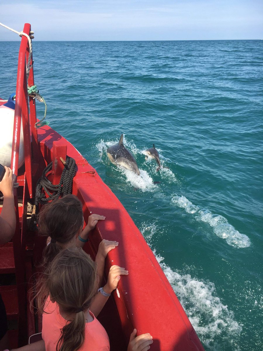 DOLPHINS IN THE BAY! Spotted yesterday on route from Brixham to Teignmouth - don't forget this new Sea Train Adventure, The Teignmouth Round Robin sets sail 7 days a week until the end of the season! #TeignmouthRoundRobin #BrixhamTeignmouthByBoat