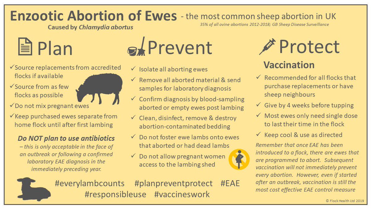 We know it's a bit early to think about tupping but here is some useful information about enzootic abortion in ewes worth a read...
If you have had positives from the free blood samples at the market or are considering vaccination please contact the surgery for advice.