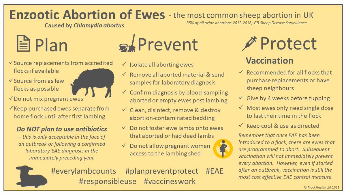We know it's a bit early to think about tupping but here is some useful information about enzootic abortion in ewes worth a read... If you have had positives from the free blood samples at the market or are considering vaccination please contact the surgery for advice.