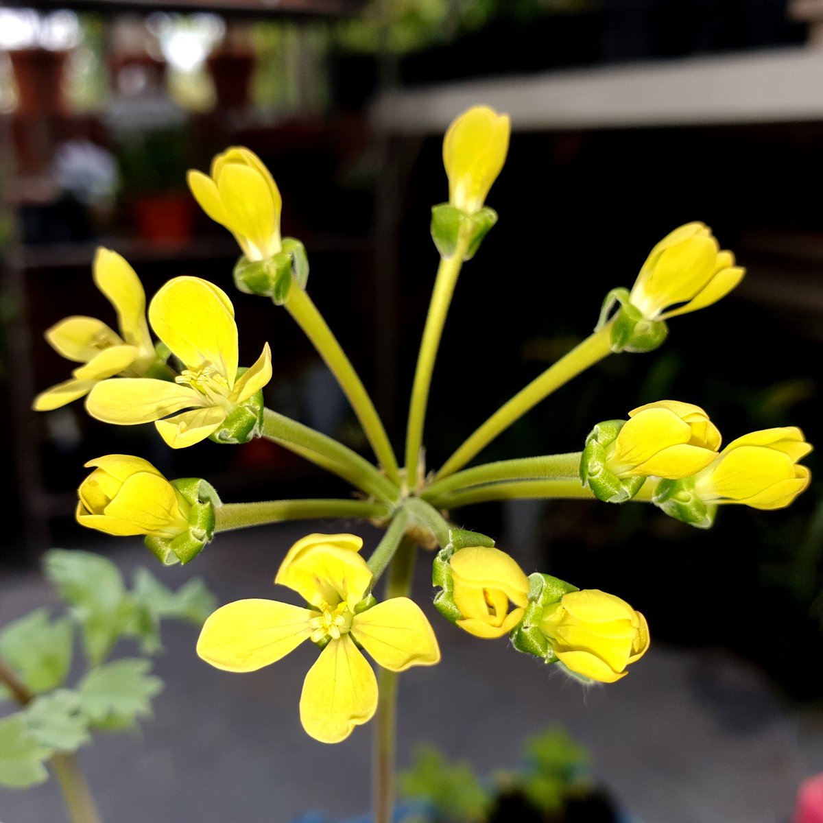 A night-scented yellow Pelargonium? 

Meet P. gibbosum.

@HoratiosGarden #Salisbury

#plantinghope
#gardensandhealth 
#pelargonium