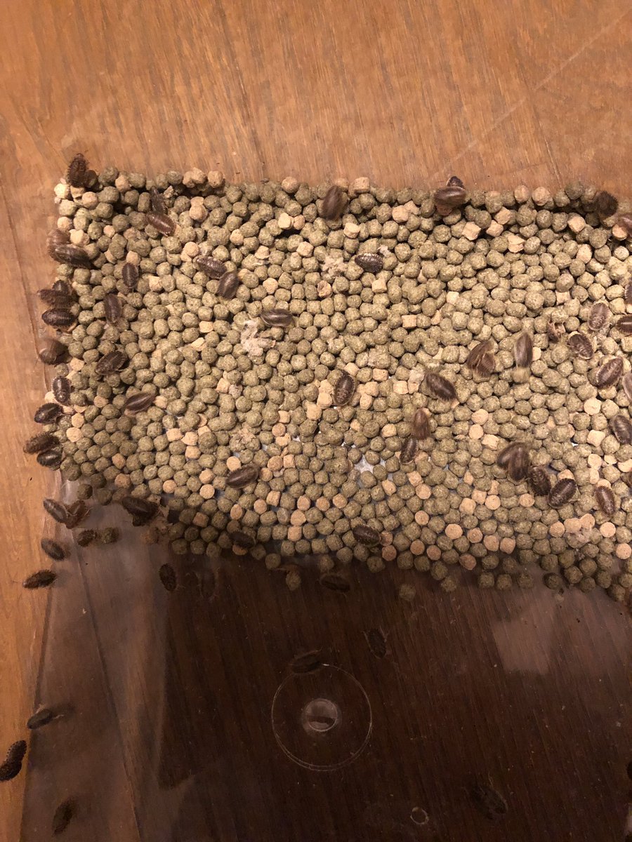 トップレート 集合体画像 最高の画像画像