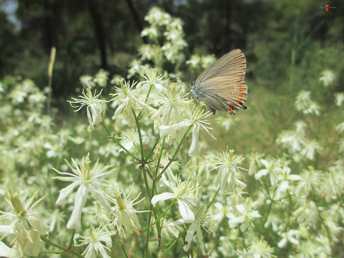 Si visitas #SierraEspuñaPR este #verano 🌄, podrás ver y oler las flores blancas y aromáticas de la #muermera o jazminera borde (Clematis fammula). Este último nombre se debe a que su aroma nos recuerda al del #jazmín 🌼👃😌