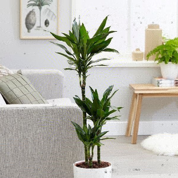 Plants are LIFE 🍃
If you are a houseplant lover, you should visit this link: …-for-the-love-of-plants.myshopify.com/collections/ - - - - - - - -🍃🍃🍃🍃 #TeenChoice #StrangerThings #SALI #gazetesozcu #KaneWilliamson #disneylandfight #TheBachelorette
