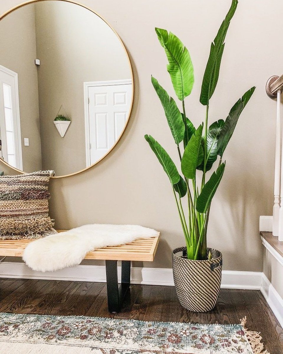 Plants are LIFE 🍃
If you are a houseplant lover, you should visit this link: …-for-the-love-of-plants.myshopify.com/collections/ - - - - - - - -🍃🍃🍃🍃 #TeenChoice #StrangerThings #SALI #gazetesozcu #KaneWilliamson #disneylandfight #TheBachelorette