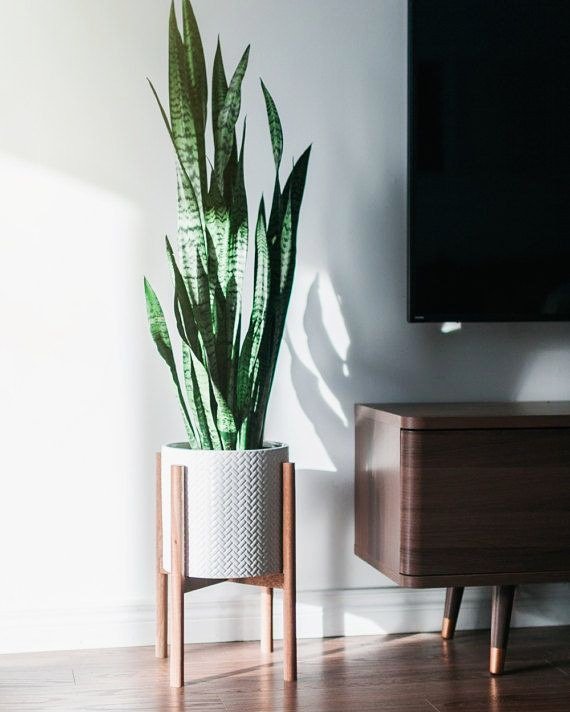 Plants are LIFE 🍃
If you are a houseplant lover, you should visit this link: …-for-the-love-of-plants.myshopify.com/collections/ - - - - - - - -🍃🍃🍃🍃 #TeenChoice #StrangerThings #SALI #gazetesozcu #KaneWilliamson #disneylandfight #TheBachelorette