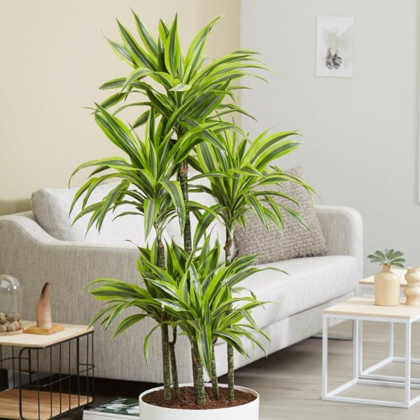 Plants are LIFE 🍃
If you are a houseplant lover, you should visit this link: …-for-the-love-of-plants.myshopify.com/collections/ - - - - - - - -🍃🍃🍃🍃 #TeenChoice #StrangerThings #SALI #gazetesozcu #KaneWilliamson #disneylandfight #TheBachelorette
