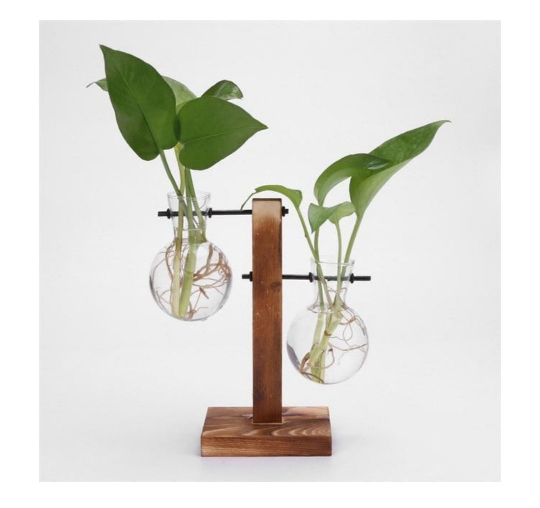 Plants are LIFE 🍃
If you are a houseplant lover, you should visit this link: …-for-the-love-of-plants.myshopify.com/collections/ - - - -- -🍃🍃🍃🍃
Use LOVEPLANTS25 and get 25%OFF and FREE shipping 🌱🌱🌱
#TeenChoice #StrangerThings #SALI #gazetesozcu #KaneWilliamson #disneylandfight #TheBachelorette
