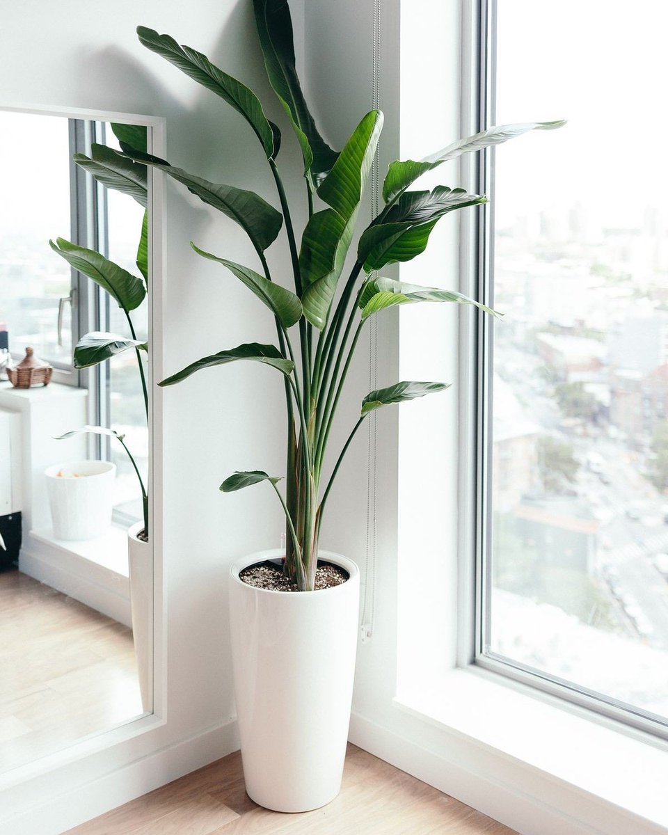 Plants are LIFE 🍃
If you are a houseplant lover, you should visit this link: …-for-the-love-of-plants.myshopify.com/collections/ - - - -- -🍃🍃🍃🍃
Use LOVEPLANTS25 and get 25%OFF and FREE shipping 🌱🌱🌱
#TeenChoice #StrangerThings #SALI #gazetesozcu #KaneWilliamson #disneylandfight #TheBachelorette