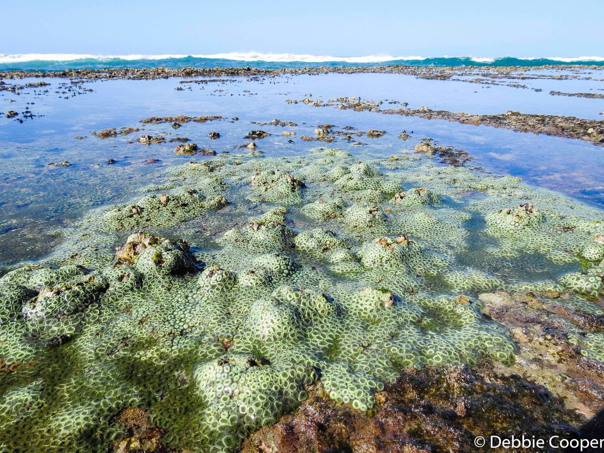 iSimangalisoZA's tweet photo. Our visitors love to explore the intertidal zone at #MissionRocks on the #iSimangaliso #EasternShores section at low tide. #wedotourism #TravelTuesday @SACLMag @TravelGigolo @Monique_PR_ @Tourism_gov_za @environmentza @saambr @SouthAfricaANZ @ThisTourismWeek @TourismKZN https://t.co/tgRoiO2EpO