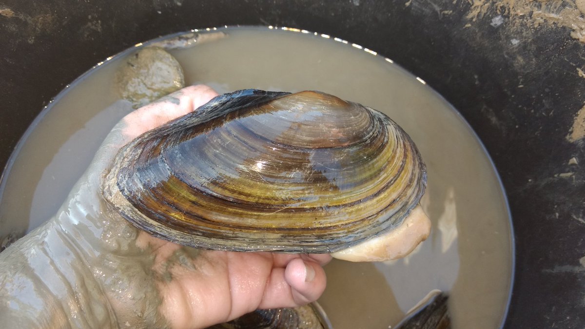 GESNA, Estudis Ambientals tweet media