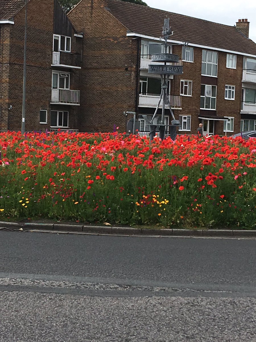 thegoldneedles's tweet photo. We love the roundabout near to us. What a great idea. ‘You belong among the wild flowers.’ #tompetty #summer #summermeadows #poppies #wildflowers #willerby https://t.co/ZB7dM6RoCu