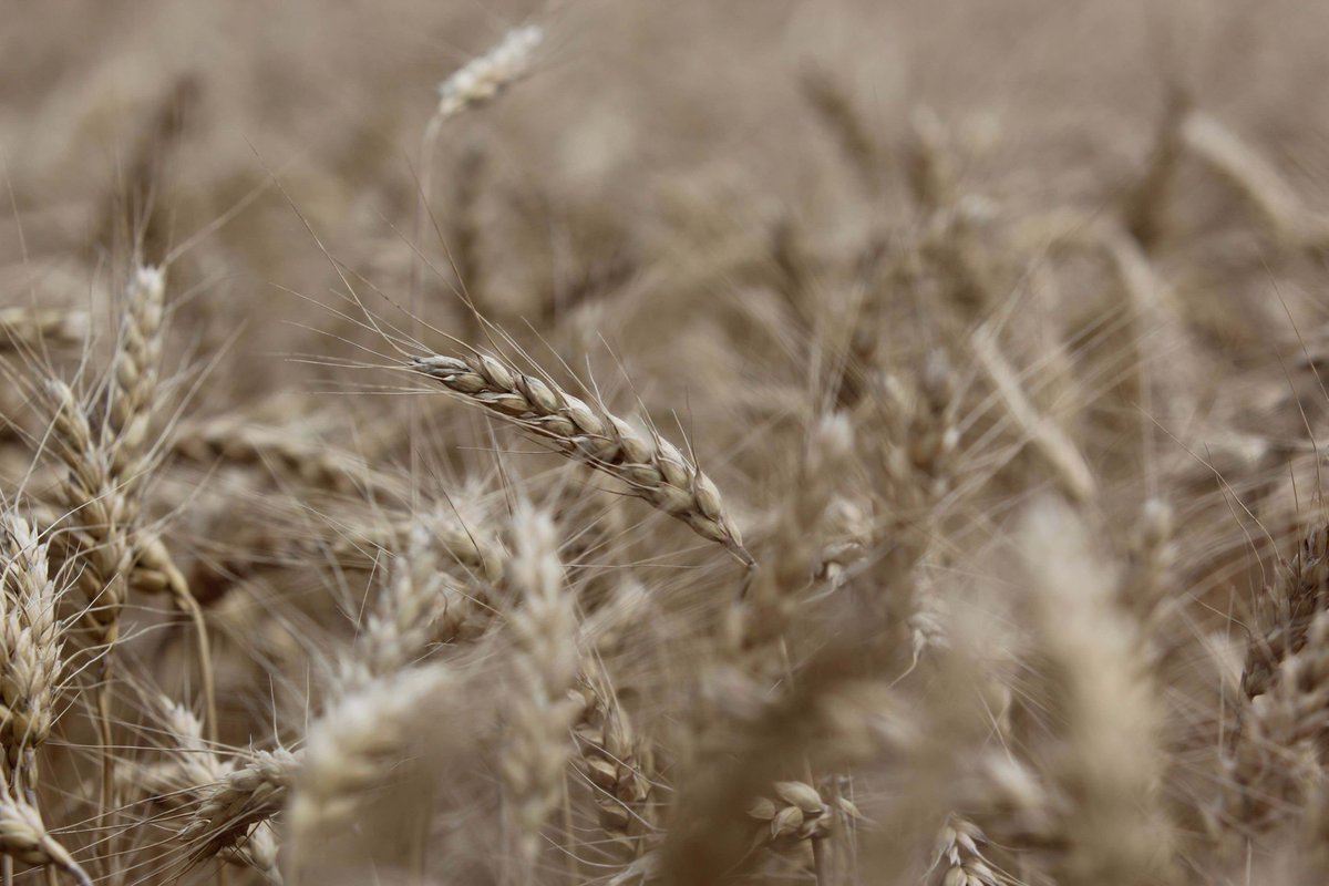 confectionprod's tweet image. Cargill set to make $200 million investment transforming corn processing facilities in Germany into wheat processing, tapping into consumer demand for healthier products @Cargill #Wheatprocessing #confectionery #bakery #confectioneryproduction #Cargill  bit.ly/2YKhNhR