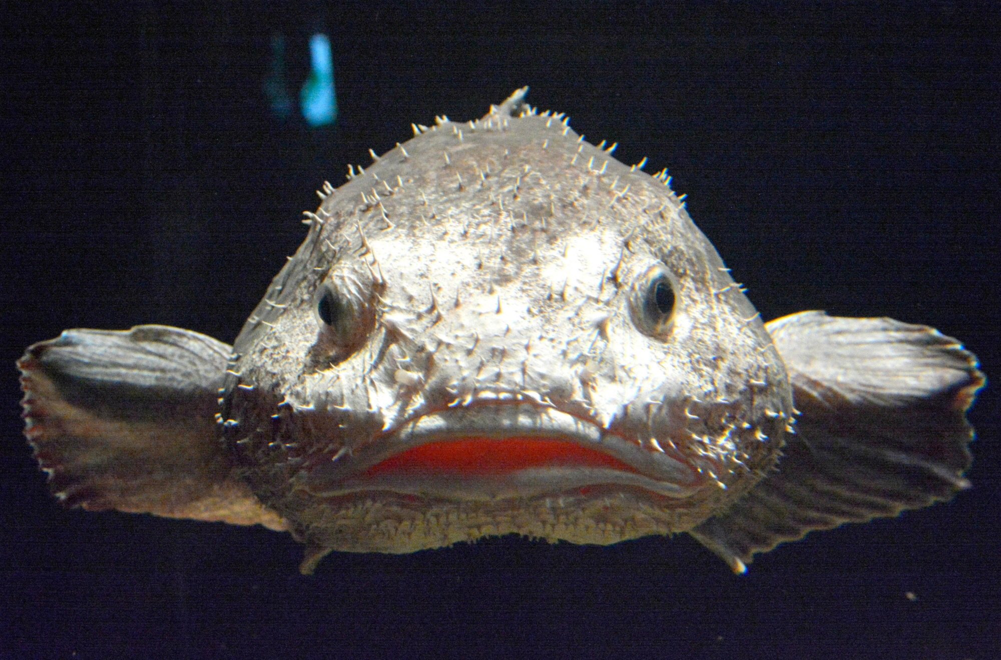 The Blobfish's blob-like appearance is the result of decompression damage.  : r/Damnthatsinteresting