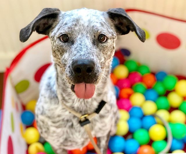 learntrainlove's tweet photo. Archer is such a goofball 😝😛😝😛 #tongueouttuesday #dogenrichment —
—
—
—
 #dogsofchucktown #chucktowncharley #charleston  #lowcountry #dog_features #charlestonlife #dogsofcharleston #charlestondogs #charlestonsc #photooftheday #dogsofinstagram #pet #d… https://t.co/OMkxQkTonw https://t.co/iQE7dsYYqi