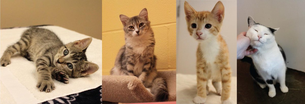 paws4ever_nc's tweet photo. Bring home a feline forever friend! Right now at Paws4ever, cat adoptions are $25 and kitten adoptions are $50! https://t.co/WXv8O0E42k