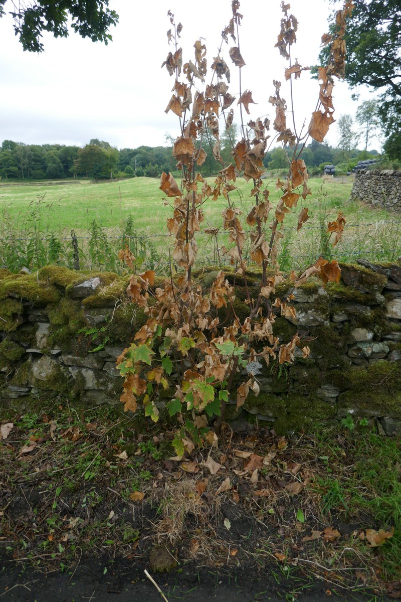 Archie Workman tweet media