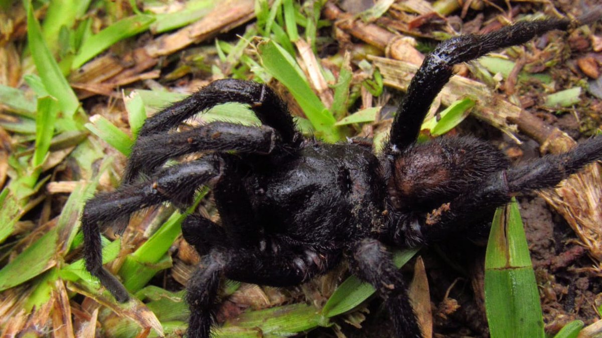 RoostersWorldja's tweet photo. So this little guy have been reported in jamaica. I am trying to find areas where people have seen a similar looking spider. I believe he is native. We need more specimens to identify if it is a new species. Please share with your friends so we can get information. https://t.co/8QCbxU46A5