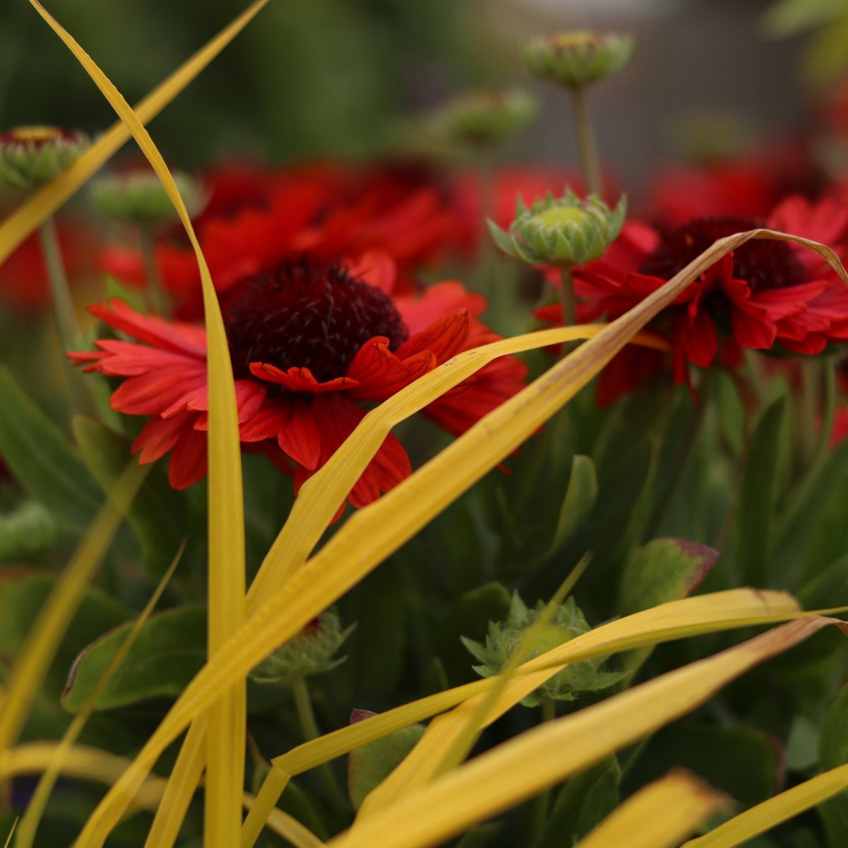 These beautiful Gaillardia 'Spintop' are a fantastic contrasting colour against the bright yellow Carex 'Aurea' #colour #contrast #gardens #plants #Horticulture