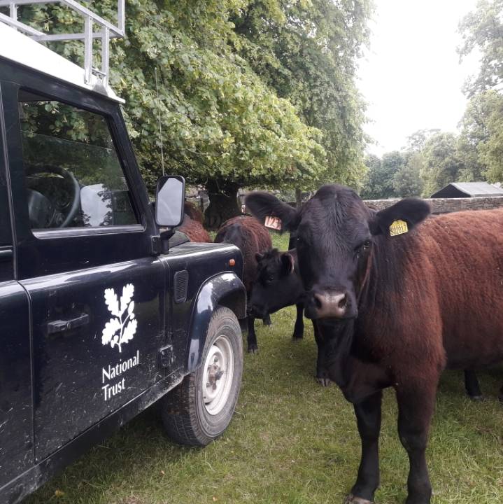WiltsRangersNT's tweet photo. Cows (along with sheep) help to graze many of our sites. These organic lawnmowers also fertilise the ground and help maintain our special habitats. Thank you cows! #CowAppreciationDay #CowMuck #RangersLife https://t.co/zYwXOSVv2d