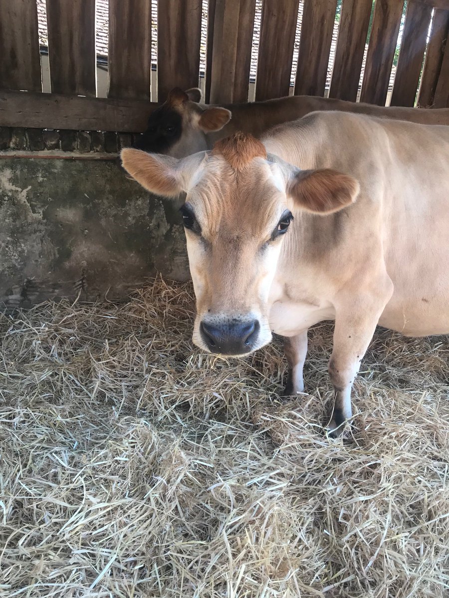 Today is cow appreciation day! Here are our Jersey cows, Gemma and Jilly 🐄❤️ #CowAppreciationDay #cowappreciationday2019