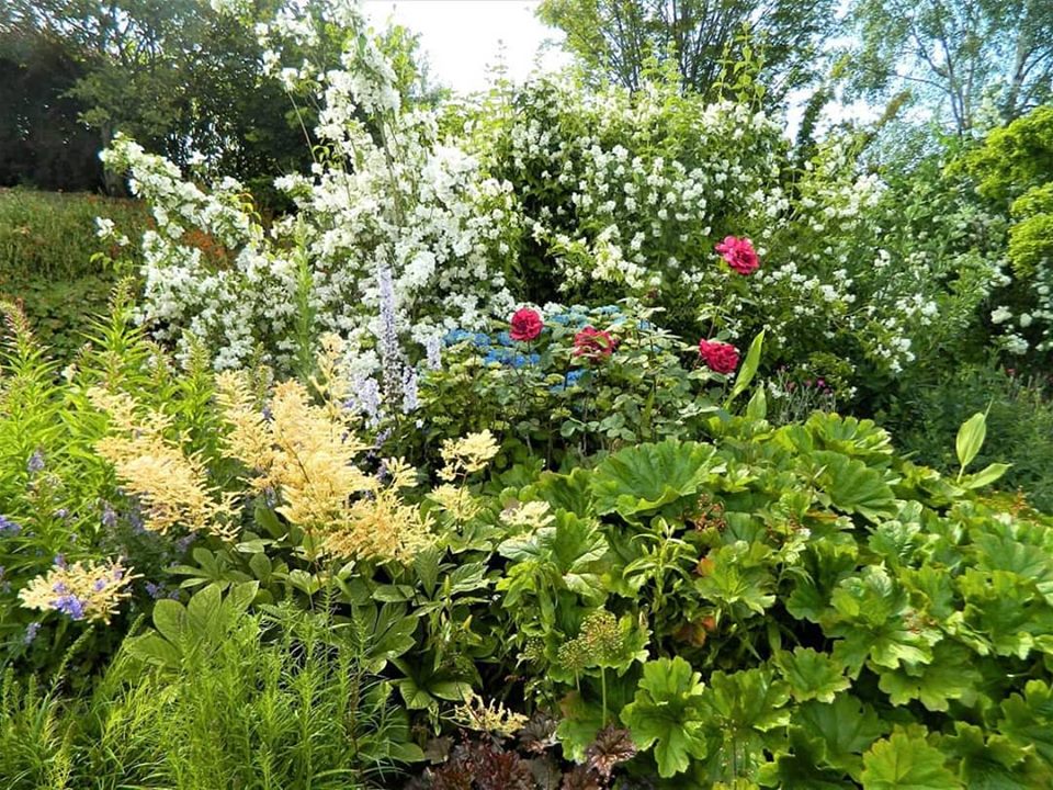 DouentzaGarden's tweet photo. Philadelphus | Mock orange, looking and smelling amazing 😀
#herbaceous #herbaceousborder #mixedborder #gardening #perennials #douentzaGarden #Wexford #Ireland #plantcollection #mockOrange #Philadelphus https://t.co/PdrWEBiUA9