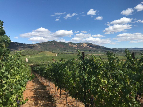 MAZEwines's tweet photo. MAZE Wines Summer Sauvignon Blanc Offer - https://t.co/qodbOs9TV1 https://t.co/ck1AverZh4