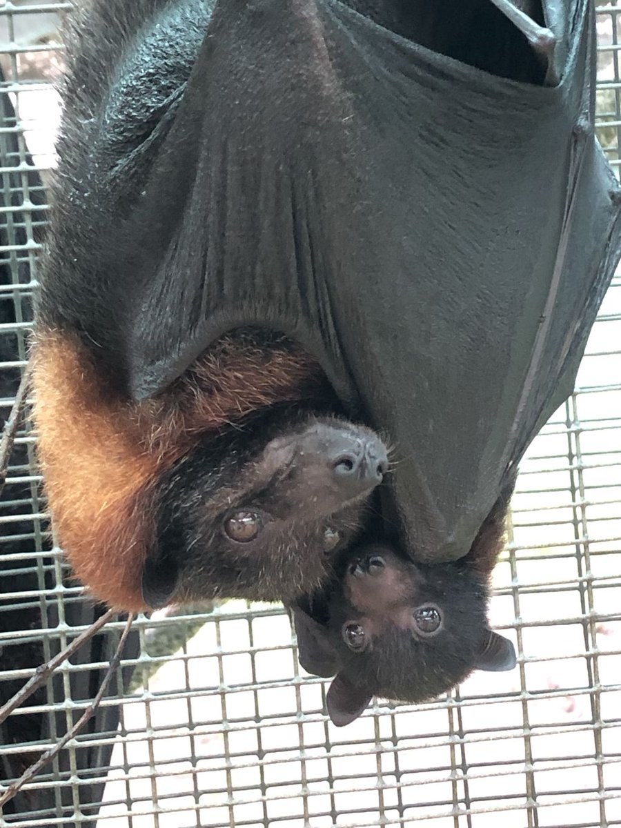 BatConservancy's tweet photo. #TwoForTuesday with Victory and her daughter Saya, one of our 2019 #variableflyingfox pups. Weβre still awaiting the arrival of the last variable and Malayan babies... π€ https://t.co/jtuzqBF0SN