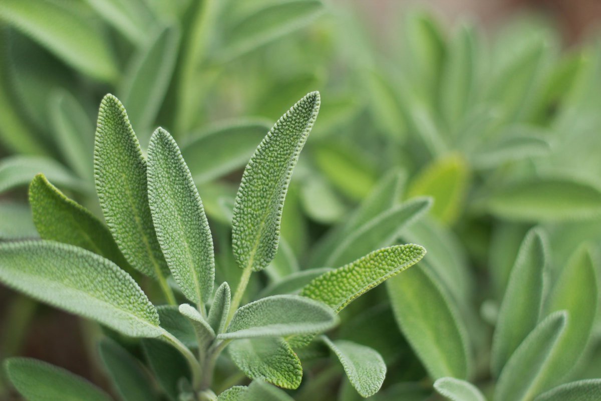 SoliOrganicUS's tweet photo. The word for sage traces roots to a latin word meaning "to taste, to discern, to be wise." This #littlegreen thing inspires our #growhow process - which makes our growing #herbs tastier, more discerning, and, well, a little wiser. #sagewisdom https://t.co/yf54jciC99